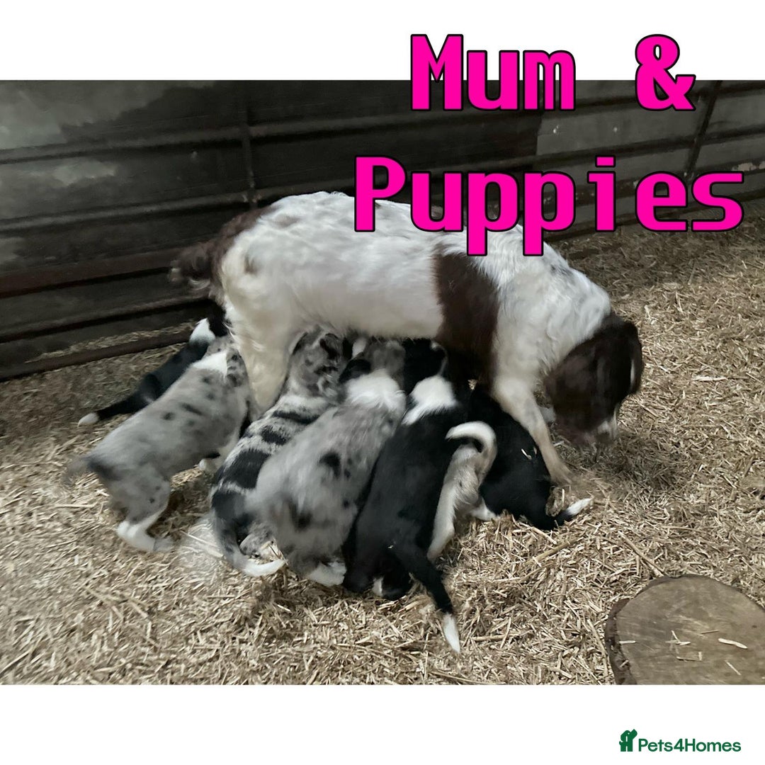 Sprollie dogs for sale: 🩶Beautiful sprollie puppies🩶  - Image 13