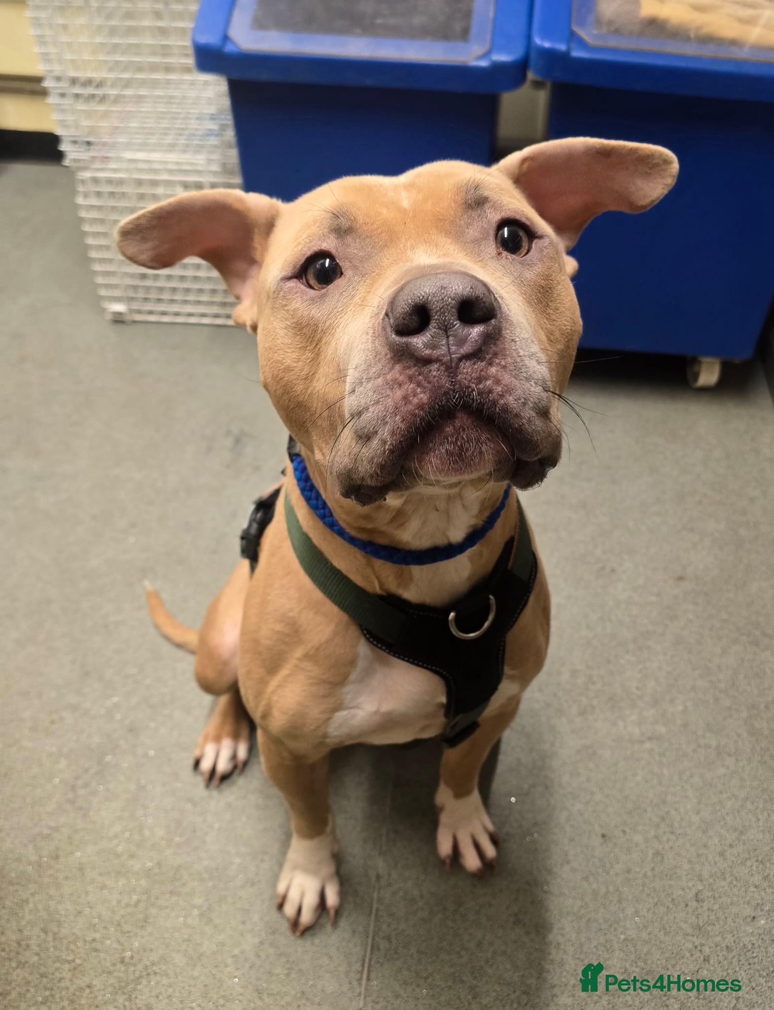 Staffordshire Bull Terrier dogs Gorgeous staffie cross available for adoption  - Advert 1