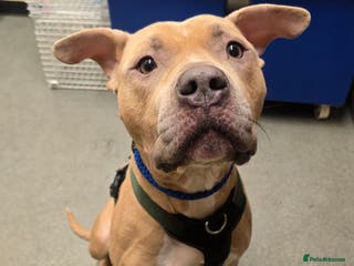 Staffordshire Bull Terrier dogs Gorgeous staffie cross available for adoption - Advert 1