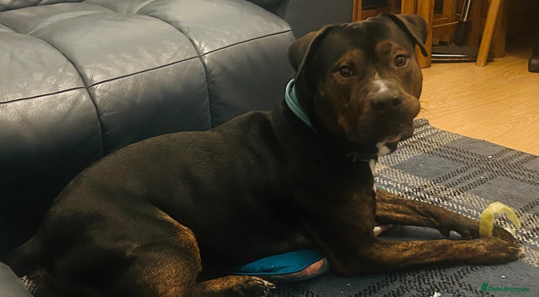 Mixed Breed dogs for sale: Family Dog needs Re-Homing  - Image 1