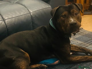 Mixed Breed dogs - Advert 3