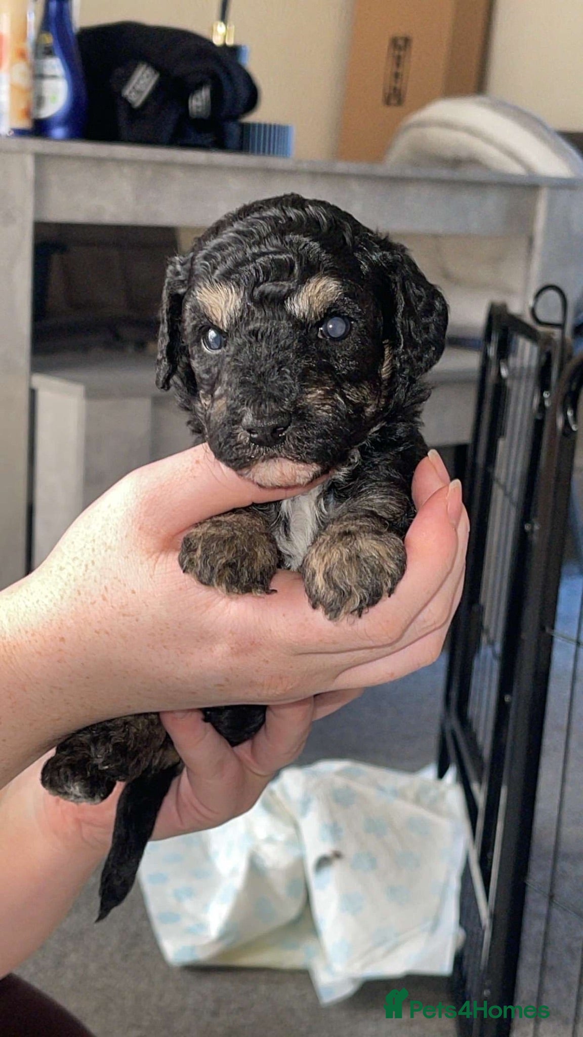 Mixed Breed dogs Beautiful Cavapoochon x cockapoo Puppies  - Advert 2