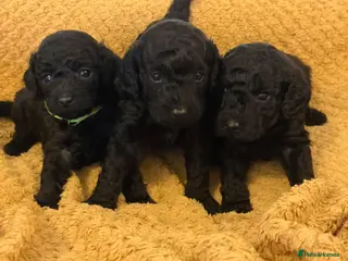 Cockapoo dogs Beautiful mid sized F1b Cockapoos - Advert 1