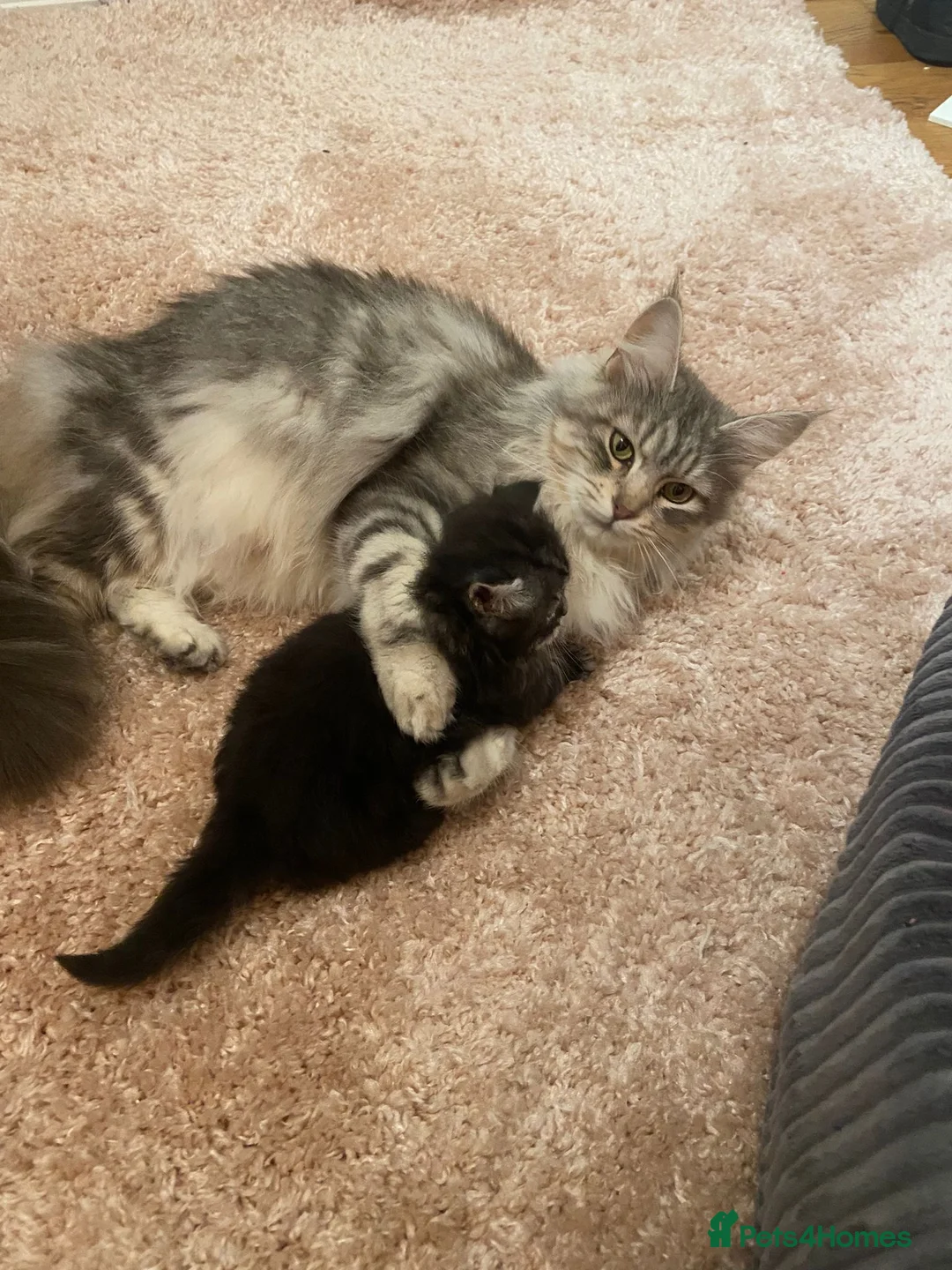 Mixed Breed cats for sale: 6 mixed kittens for sale, mum main coone/siberian in Aberdeen - Advert 9