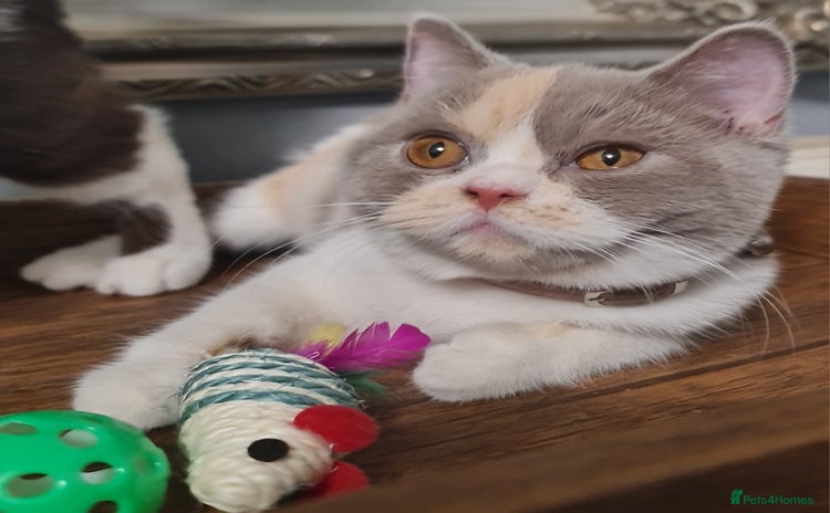 British Shorthair cats - Advert 3