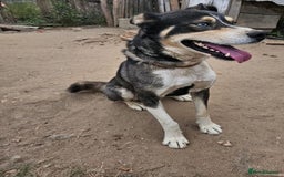 Mixed Breed dogs for adoption: ROCKY, a Lovely Boy - for a Loving Home - Image 8