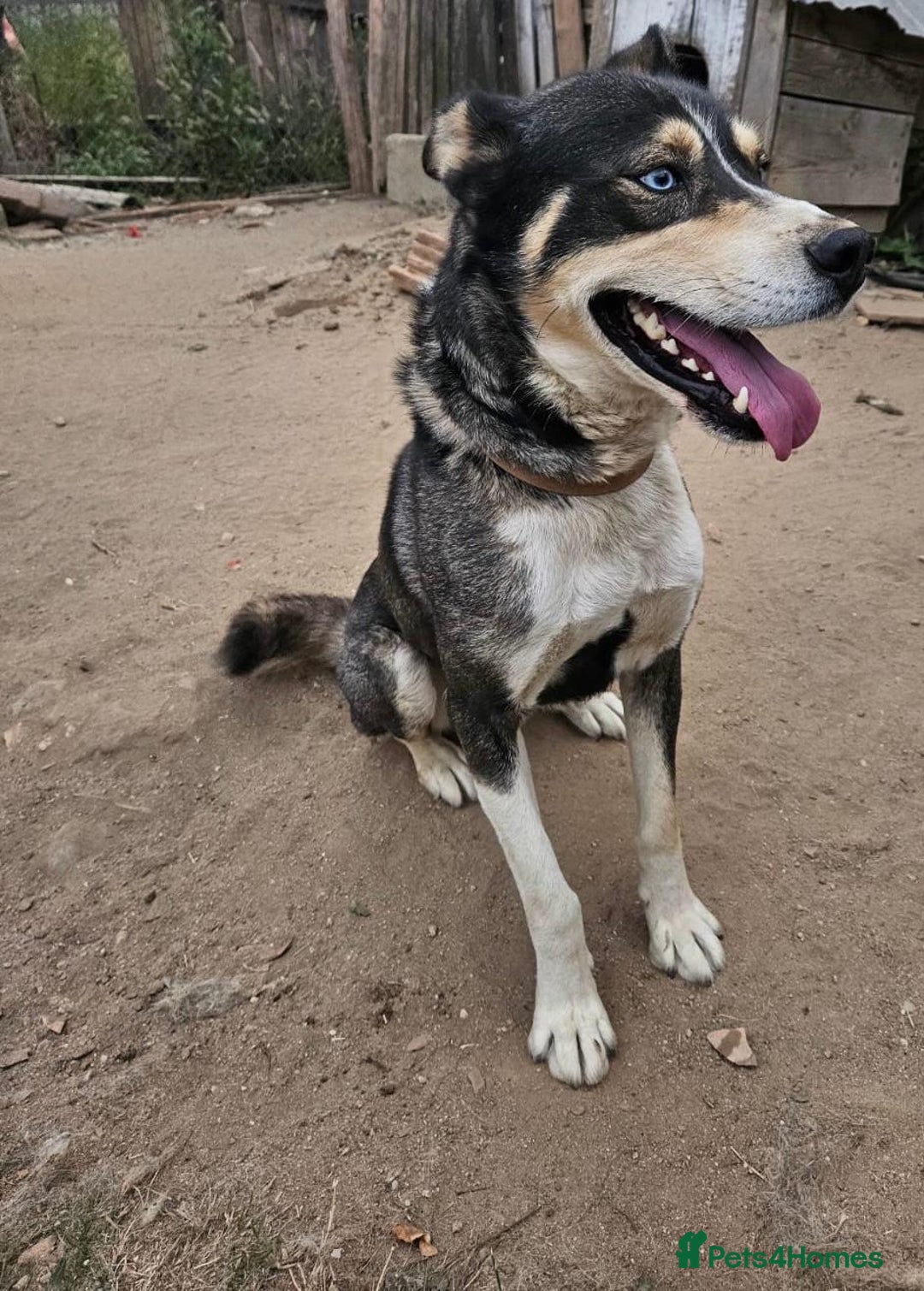 Mixed Breed dogs for adoption: ROCKY, a Lovely Boy - for a Loving Home - Image 8