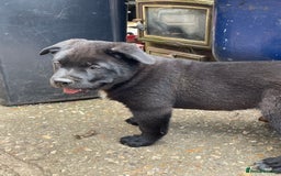 Mixed Breed dogs for sale: chow x staffy - Image 5