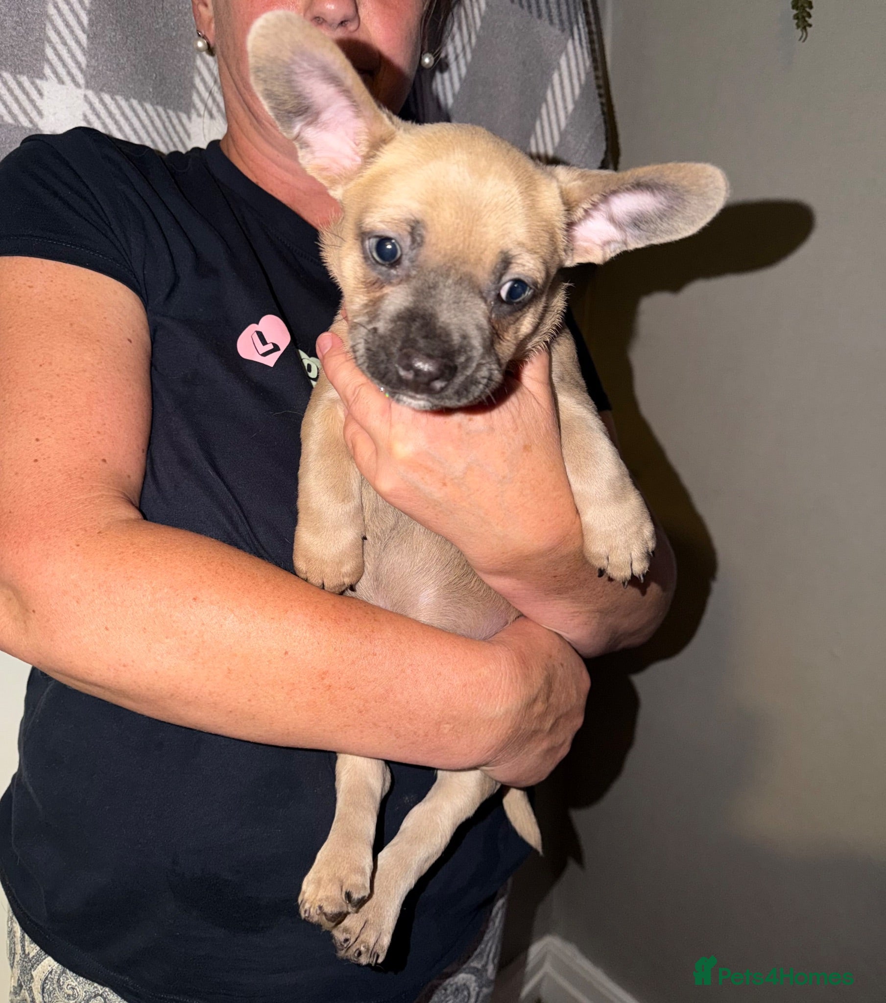 Mixed Breed dogs READY NOW French Bull dog cross Chihuahua puppies  - Advert 2