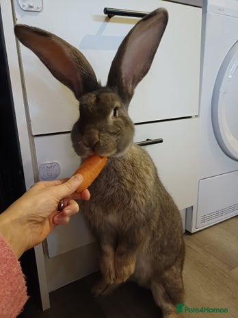 Continental Giant rabbits male bunny - Advert 1