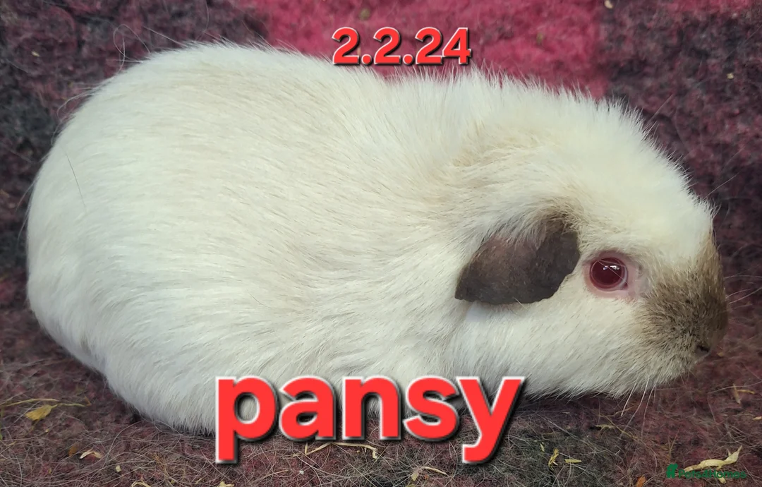 Guinea Pig rodents for sale: Baby female guinea pigs - Advert 2