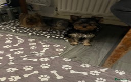 Yorkshire Terrier dogs for sale: Mini Yorkshire terrier puppy available  - Image 3