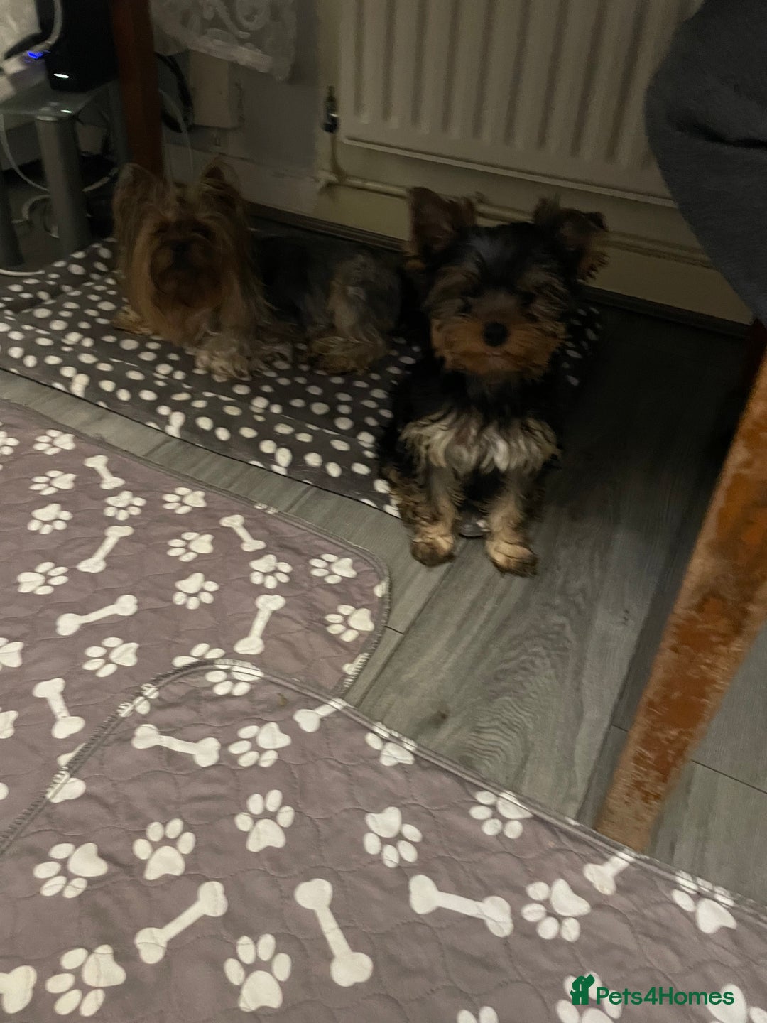 Yorkshire Terrier dogs for sale: Mini Yorkshire terrier puppy available  - Image 3