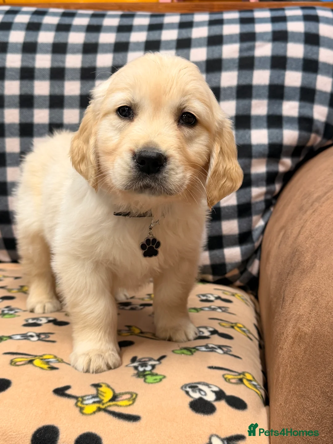 Golden Retriever dogs for sale: 🐶Fluffy bears looking for forever home💕💕 ! - Advert 2