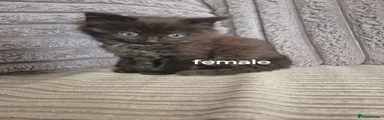 Domestic Shorthair Kitten 6