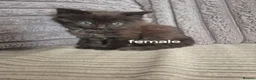 Domestic Shorthair cats for sale: Kittens ready for new homes  - Advert 2