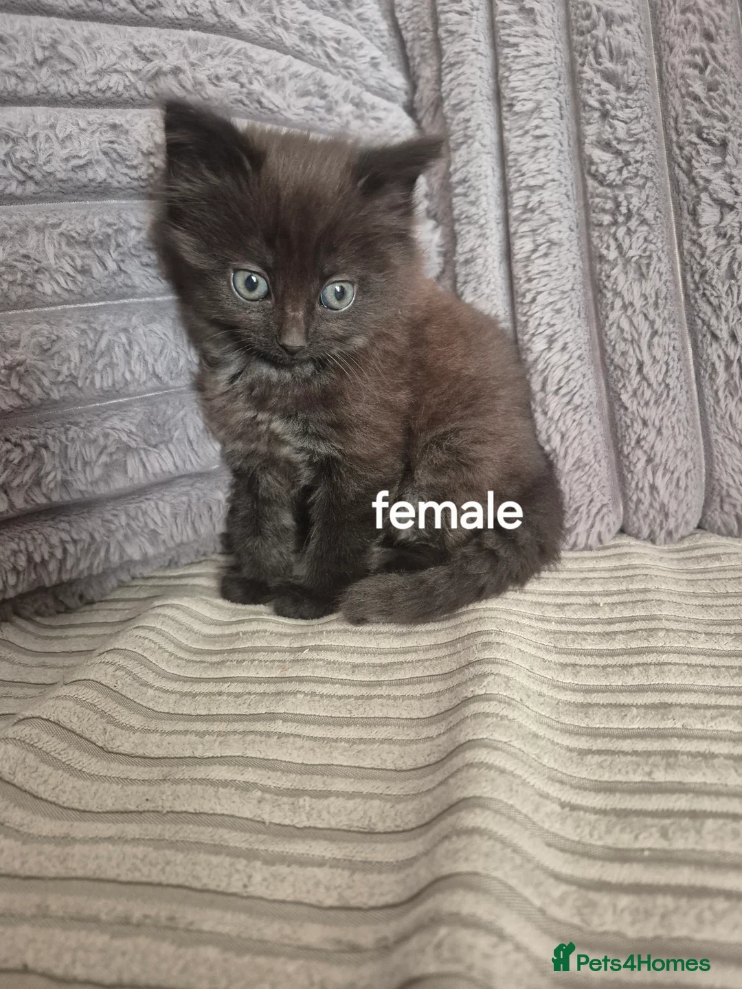 Domestic Shorthair cats for sale: Kittens ready for new homes  - Advert 2