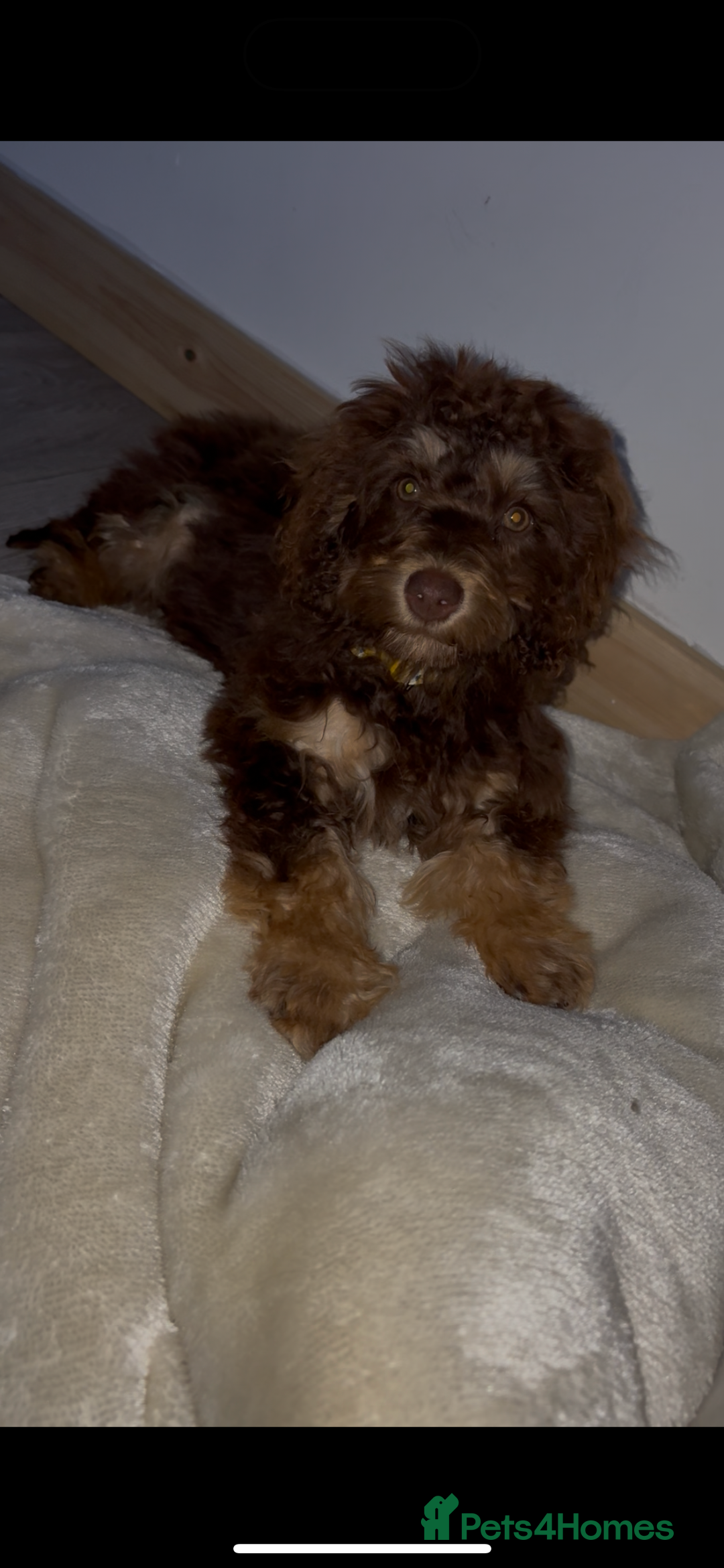 Cockapoo dogs for sale: Quality health tested miniature cockapoo girl! - Image 22