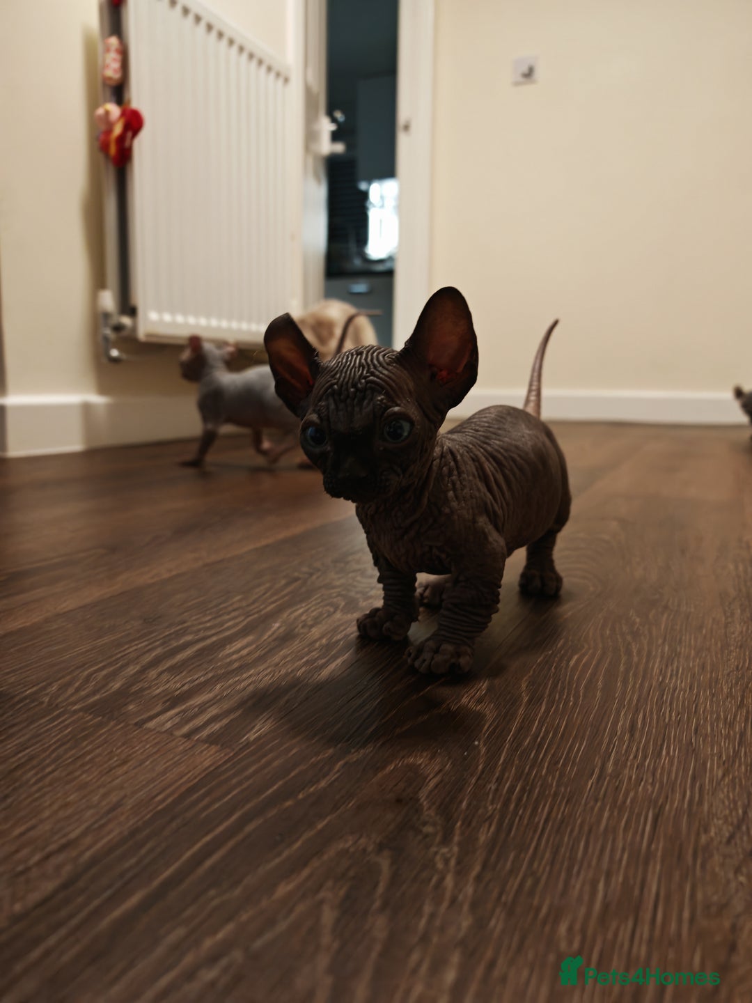 Sphynx cats for sale: Unique Elf, Sphynx & Dwelf Babies - Advert 17
