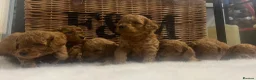 Cavapoo dogs for sale: Stunning deep red TOY cavapoo pups - Advert 29