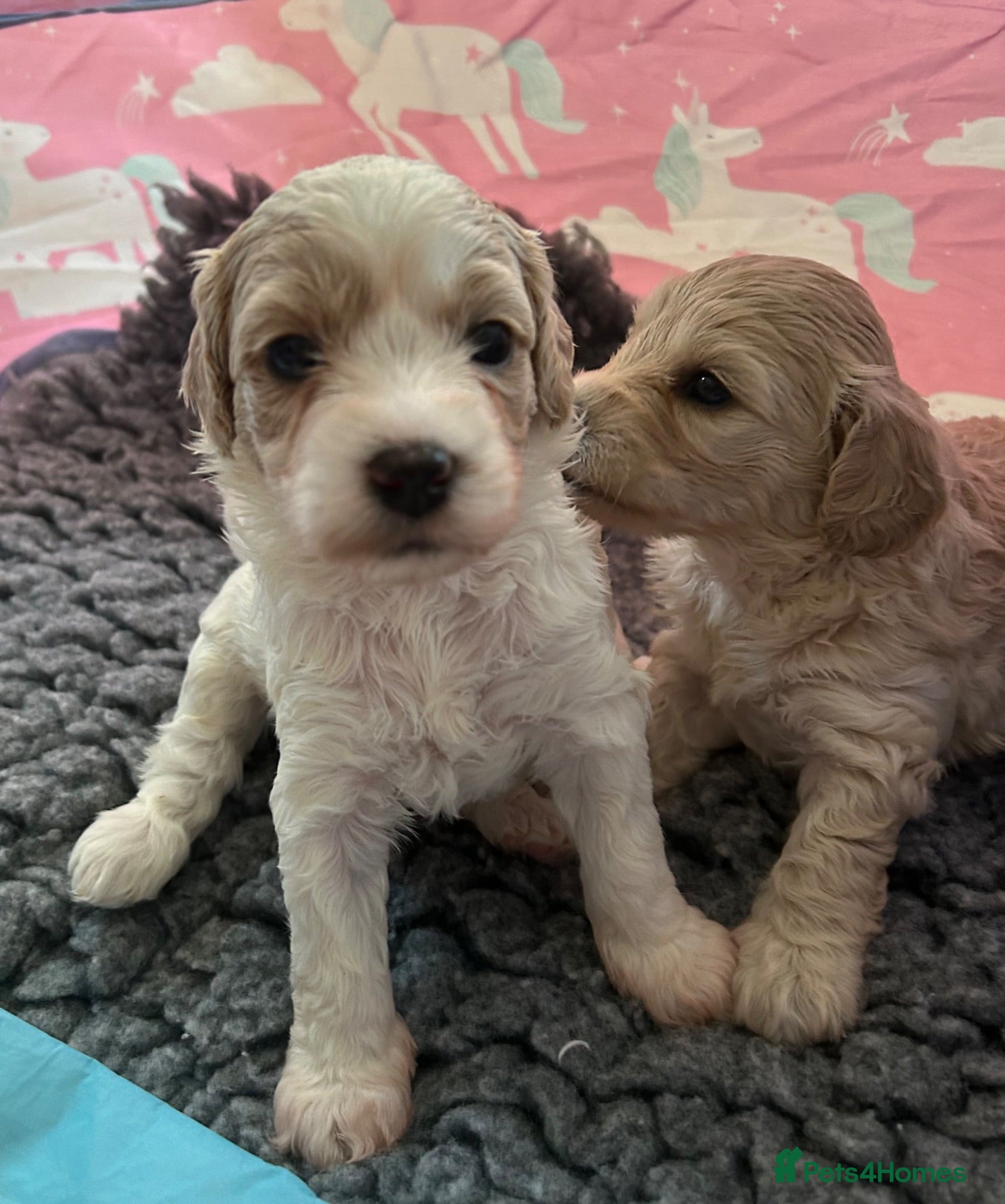 Cavapoo dogs Beautiful health tested Cavapoo pups male & female - Advert 2