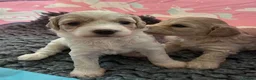 Cavapoo dogs for sale: 1 beautiful female Cavapoo pup available to view - Advert 6
