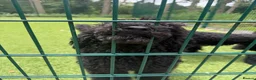 Standard Poodle dogs for sale: Black Standard Poodles in Chelmsford - Advert 3