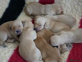 Goldador dogs The sweetest companions - Advert 1