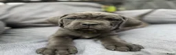 Cane Corso dogs for sale: Cane Corso Puppies in Leicester - Advert 4
