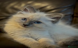 Ragdoll cats for sale: Ragdoll male kitten  - Image 5