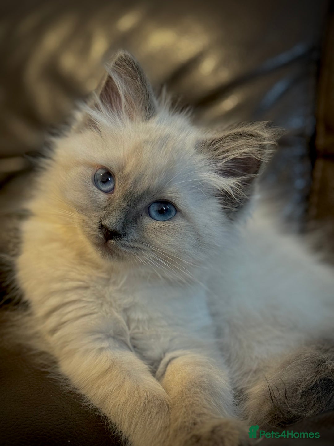 Ragdoll cats for sale: Ragdoll male kitten  - Image 5