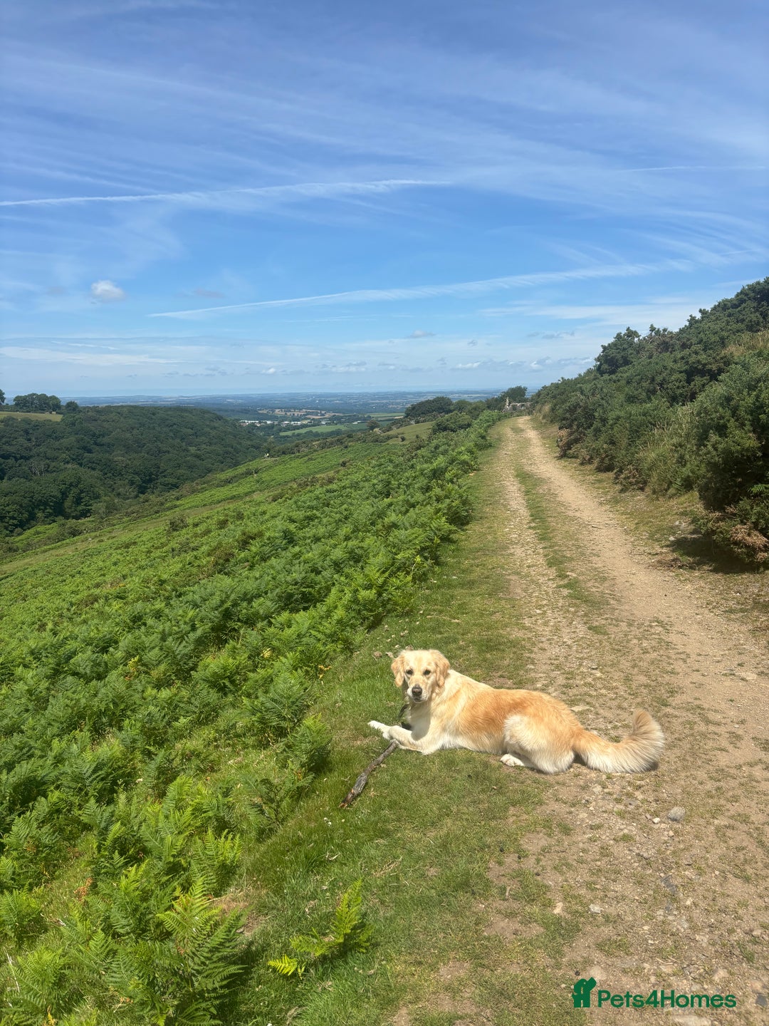 Golden Retriever dogs for sale: KC Golden Retriever Puppies – Due Early Feb - Advert 13