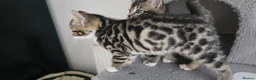 Bengal cats for sale: Bengal Mixed Kittens - Advert 4