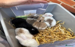 Mini Lop rabbits for sale: Mini lop baby rabbits for sale - Image 9