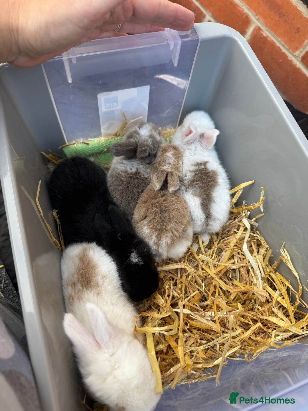 Mini Lop rabbits for sale: Mini lop baby rabbits for sale - Image 9