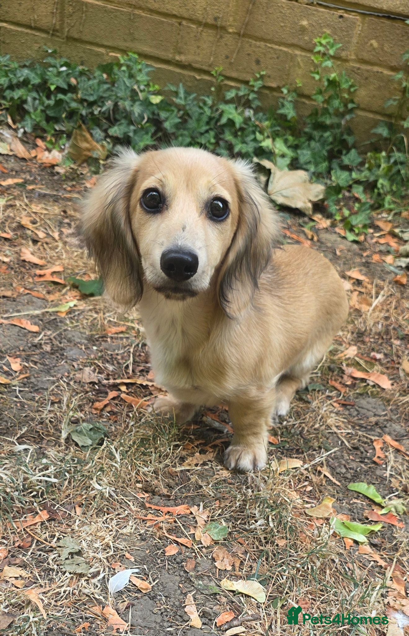 Miniature Dachshund dogs Beautiful longhaired cream mini dachshund - Advert 1