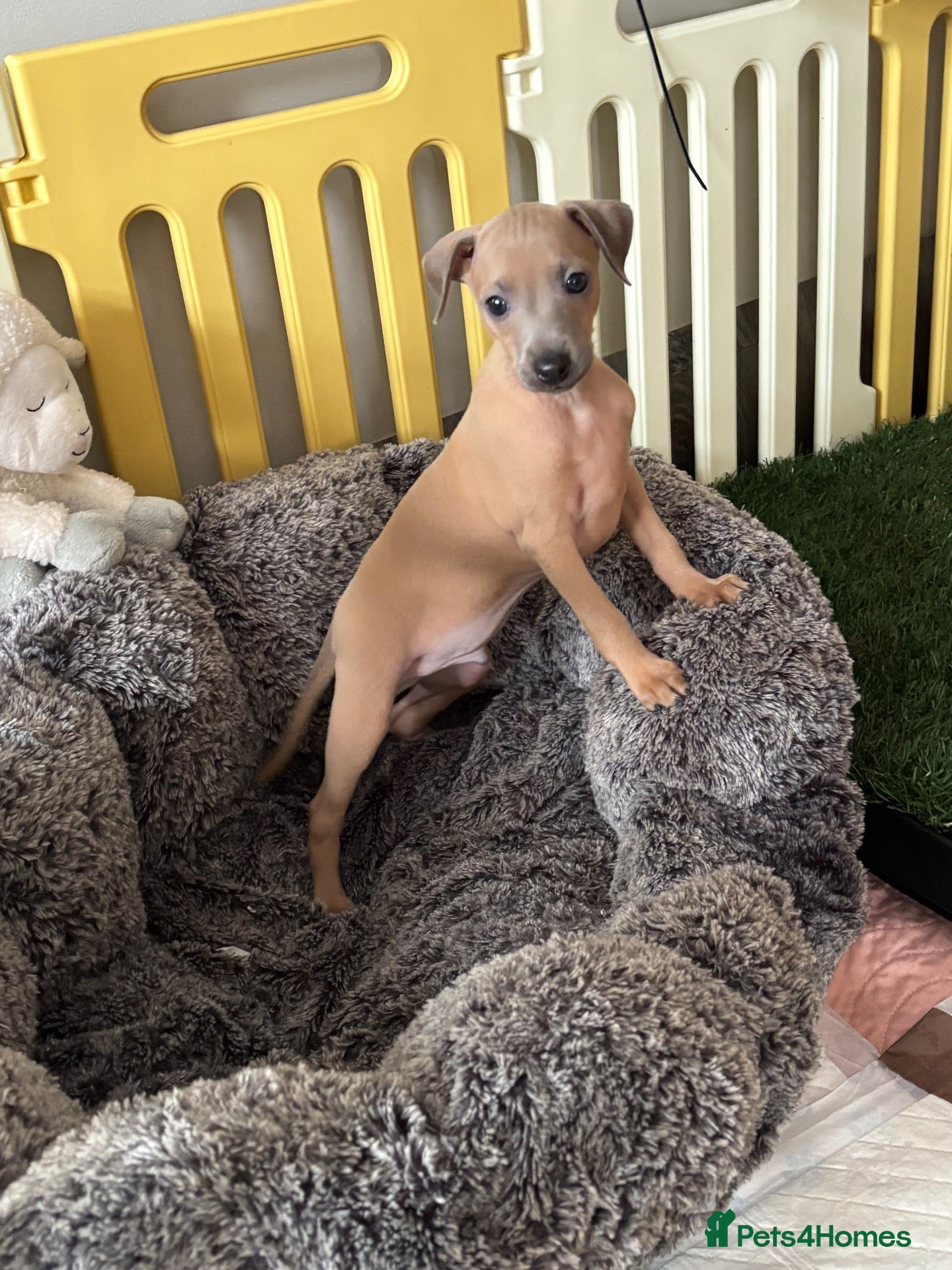 Italian Greyhound dogs Kc Italian fawn boys  - Advert 2