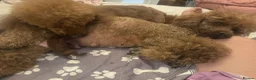 Miniature Poodle dogs for sale: Stunning 6 gen red puppies, DNA clear,  - Advert 11