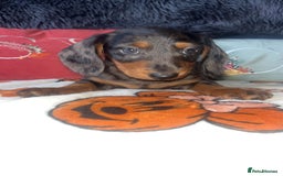 Doxiepoo dogs for sale: House trained READY NOW FOR THERE FOREVER HOMES ❤️ - Image 18