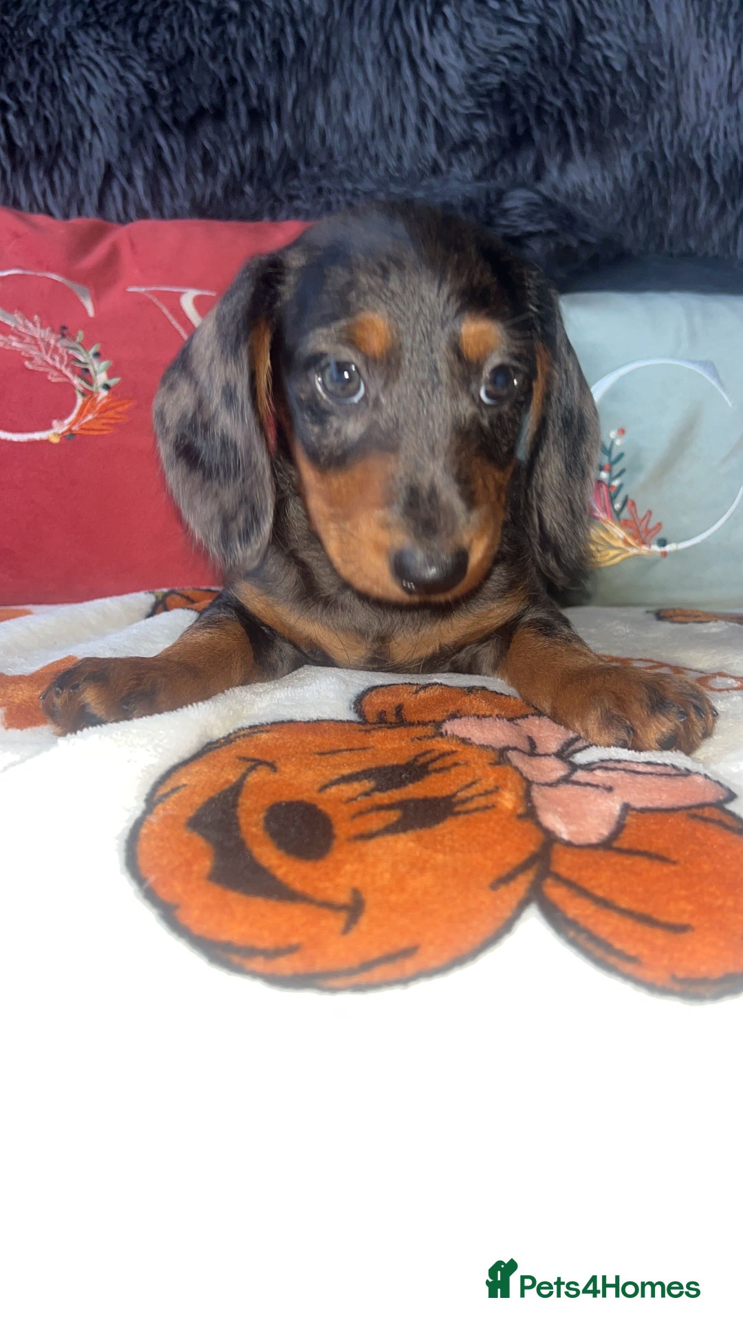 Doxiepoo dogs for sale: House trained READY NOW FOR THERE FOREVER HOMES ❤️ - Image 18