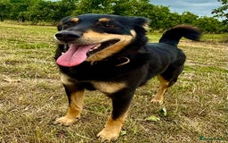 German Shepherd dogs for adoption: Gatto  in West Malling - Image 1