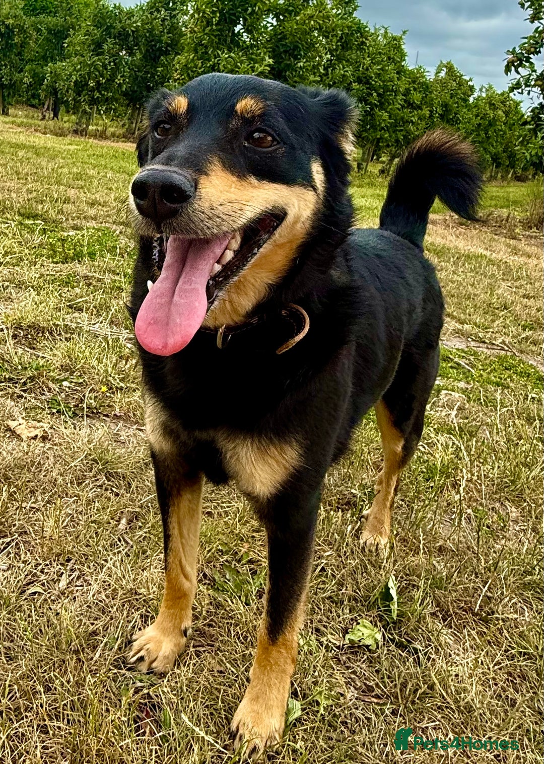 German Shepherd dogs for adoption: Gatto  in West Malling - Image 1
