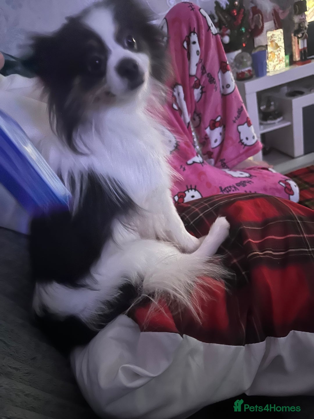 Pomeranian dogs for sale: Beautiful blue and white Pomeranian girl 2 years - Advert 2