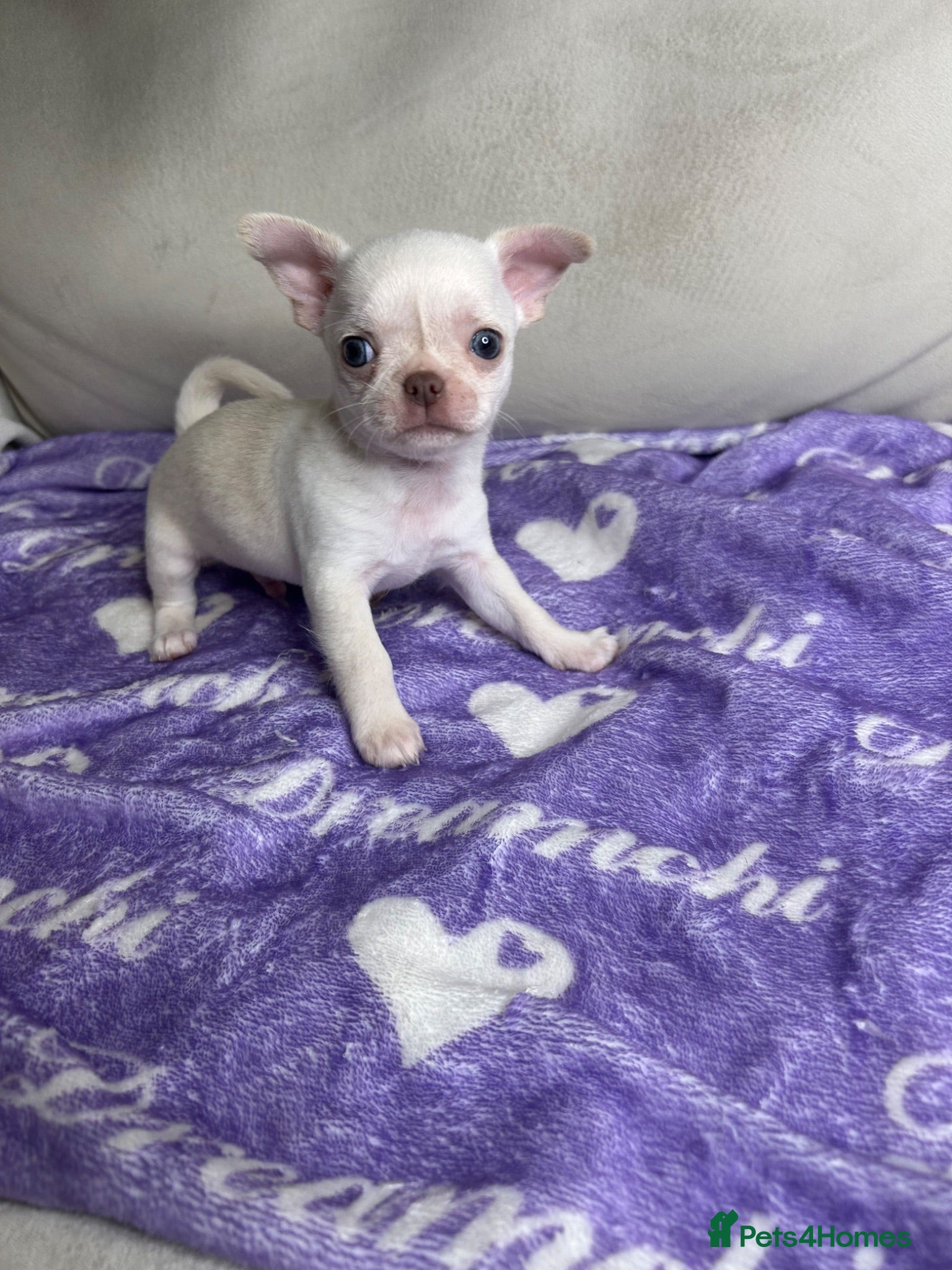 Chihuahua dogs Beautiful cream Chihuahua boy KC - Advert 1