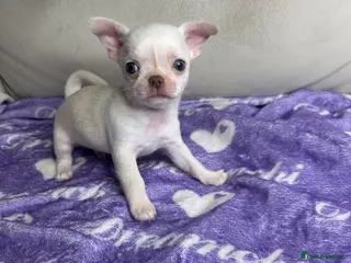 Chihuahua dogs Beautiful cream Chihuahua boy KC - Advert 1