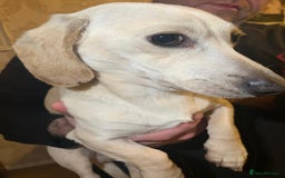 Miniature Dachshund dogs for sale: Minature cream Daschund boy  - Advert 1