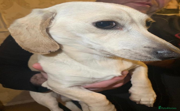 Miniature Dachshund dogs Minature cream Daschund boy  - Advert 1