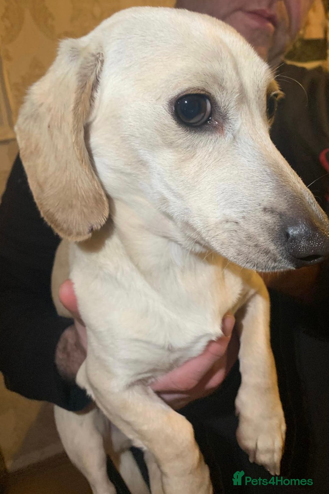 Miniature Dachshund dogs for sale: Minature cream Daschund boy  - Advert 1