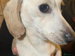 Miniature Dachshund dogs Minature cream Daschund boy - Advert 1