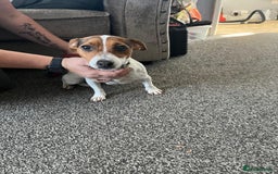 Jack Russell dogs for sale: Small 11 month old jack Russell  - Image 4